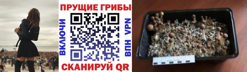 закладка  Кировск  Псилоцибиновые грибы ЛСД 